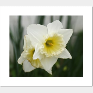 White and Yellow Daffodils, Early Spring Flowers Posters and Art